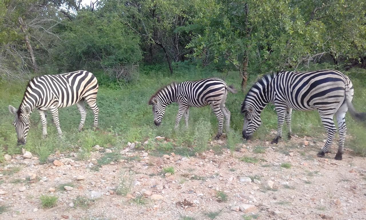 Nanisto Bush Lodge Marloth Park Exteriér fotografie